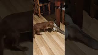 Cat trying to mate with a dog - crazy!! 