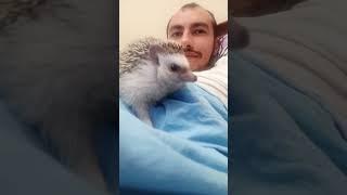 hedgehog does not like to sleep at night