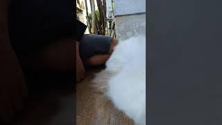 Cat Grooming #grooming #shortsyoutube