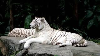 HDVidz in White Royal Bengal Tiger Panthera tigris tigris