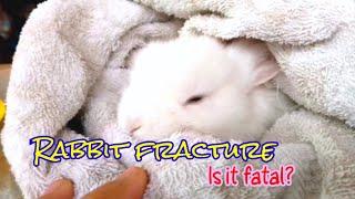 Rabbit Fracture and Dislocation || All About Rabbits