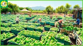 How Australian Farmers Produce 53.6 Millions Of Tons Of Mangoes  Farming Documentary