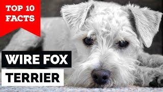 Wire Fox Terrier - Top 10 Facts  (Hunting Dog)