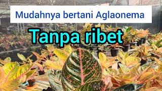 Mudahnya merawat aglaonema tanpa ribet#aglaonema #aglo