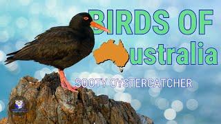 Birds Of Australia - The Adorable Sooty Oystercatcher