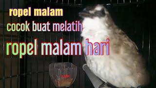 burung trucukan ropel ngotot dimalam hari cocok buat masteran ropel malam