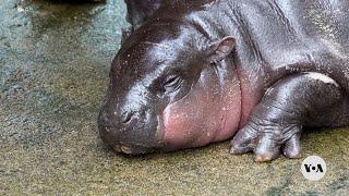 Thailand's baby hippo Moo Deng becomes internet sensation | VOA News