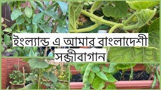 Different types of Bangladeshi vegetables  in my garden shokher bagan 2022