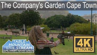 The Company's Garden, Cape Town 4k Walking Tour Ultra HD