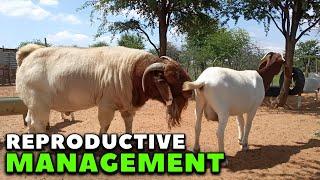 The 5 Essential Steps for Successful Reproductive Management of Boer Goats!