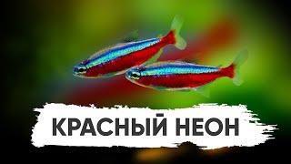 Неон Красный. Содержание, разведение, кормление. Как обустроить аквариум