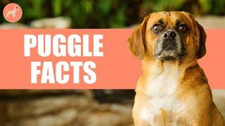 Puggle Dogs: 7 Amazing Facts You Must Know