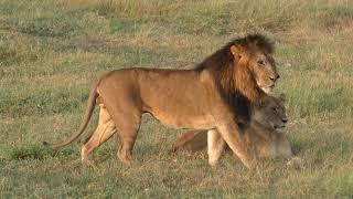 Pair of Mating Lions -( Parental Guidance)