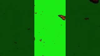 butterflies flying around in a green screen #shorts #short #butterfly #memes #green #greenscreen