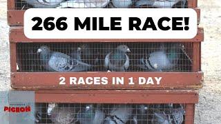 Fastest Bird in the Race, Almost. | Ep29