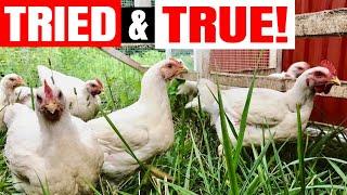 Best Practices For Raising Your Own Meat Chickens | Timshel Wildland Series | Part 4