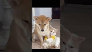 Cutest Cat and Dog (Shiba Inu) Best Friends! #catshorts #shibainu #catanddog #cat