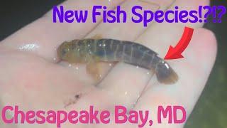 Micro-Fishing Boat Ramps On The Chesapeake Bay For New Fish Species!! (Headlamp Tanago Fishing)