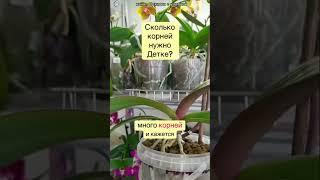 Когда отделять детку орхидеи? #orchid #orchidcare #орхидеипересадка #цветы #орхидеи