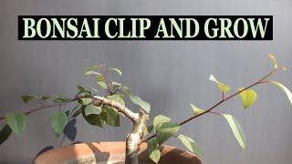 Bonsai clip and grow.