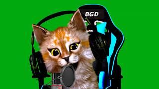 Nocopyright FaceRig KUCING ANGGORA putih oren 02+KURSI Gaming Greenscreen effect MLBB