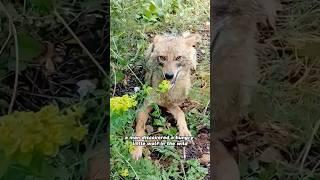 Did he turn the wolf into a dog?#animals #wolf #dog #friendship #shorts