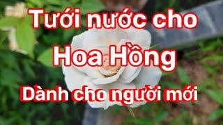 Hướng dẫn tưới nước cho hoa hồng| Instructions for watering roses