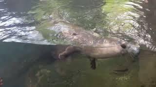 Otter playing with acorn #lincolnparkzoo