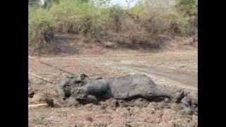 Incredible Elephant Rescue