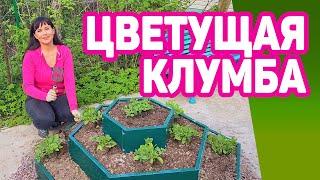 Цветы на клумбе будут великолепными!Три главных правила цветущей клумбы!