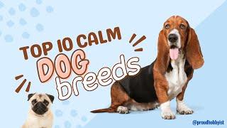 Top 10 Calm Dog Breeds for you Home | Top 10 Quiet Dog Breeds in the World | Proud Hobbyist