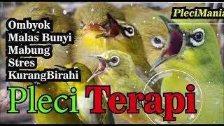 Terapi pleci Merangsang Agar Gacor Kembali