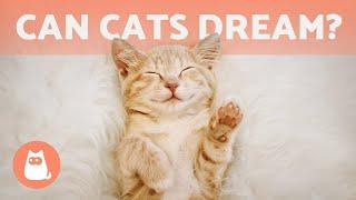 Can CATS DREAM?  What Do They Dream About?