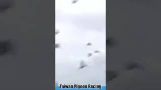 2023 Taiwan Pigeon Racing #pigeon #鴿子 #飛翔 #pigeonracing #shortvideo