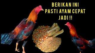 5 Jenis Pakan Ayam Bernutrisi Tinggi