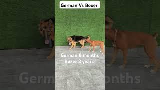 German VS Boxer Fight who wins#fighting #doglover #dog #germanspherddog #boxerdog #homedog