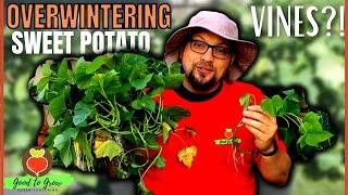 We're Overwintering Sweet Potato Vines | EASY Sweet Potato Slips for Next Garden | Guten Yardening