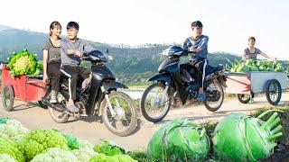 Use 4-wheeled Vehicle Harvesting Many Giant Kohlrabi and Cauliflower Goes To Countryside Market Sell