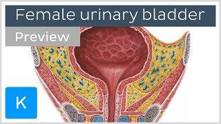 Female Urinary Bladder (preview) - Human Anatomy | Kenhub