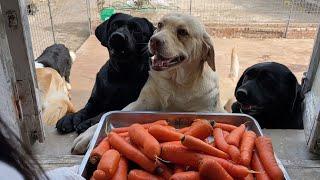 Dog Eating Carrot, Apple and Steamed Bun | Labrador Mukbang