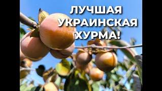 Чучупака - хурма, которую вы полюбите!