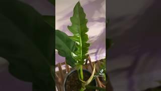 How does the jungle boogie philodendron leaves grow? #jungleboogie #philodendron #houseplantslover