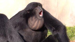 Call of the Siamang Apes