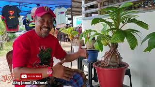 Bonsai Pokok Kelapa I Coconat tree Bonsai I Ban Pecah Viral