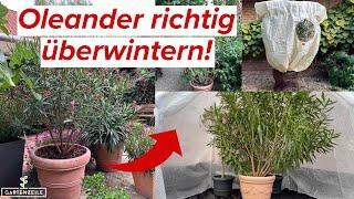 Oleander richtig überwintern! Überwinterungszelt, Pflanzensack, Keller, Schuppen etc.