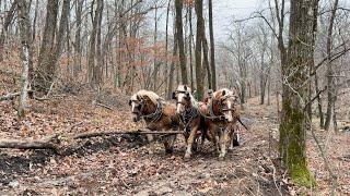 Horse Logging Learning Day at Tim Christopher’s