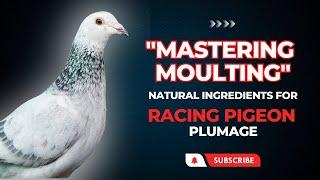 Natural Ingredients for Quality Feathers : Mastering Racing Pigeon