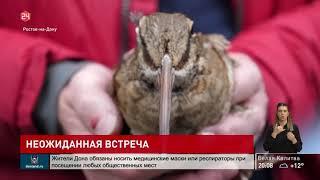 Необычная птица во дворе одного из предприятий Ростова-на-Дону
