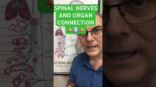 How the Spinal Nerves Connect to Organ Systems In Your Body | Dr. Walter Salubro