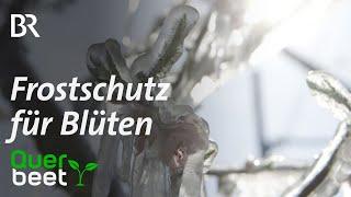 Frostschutz für Aprikose und Pfirsich